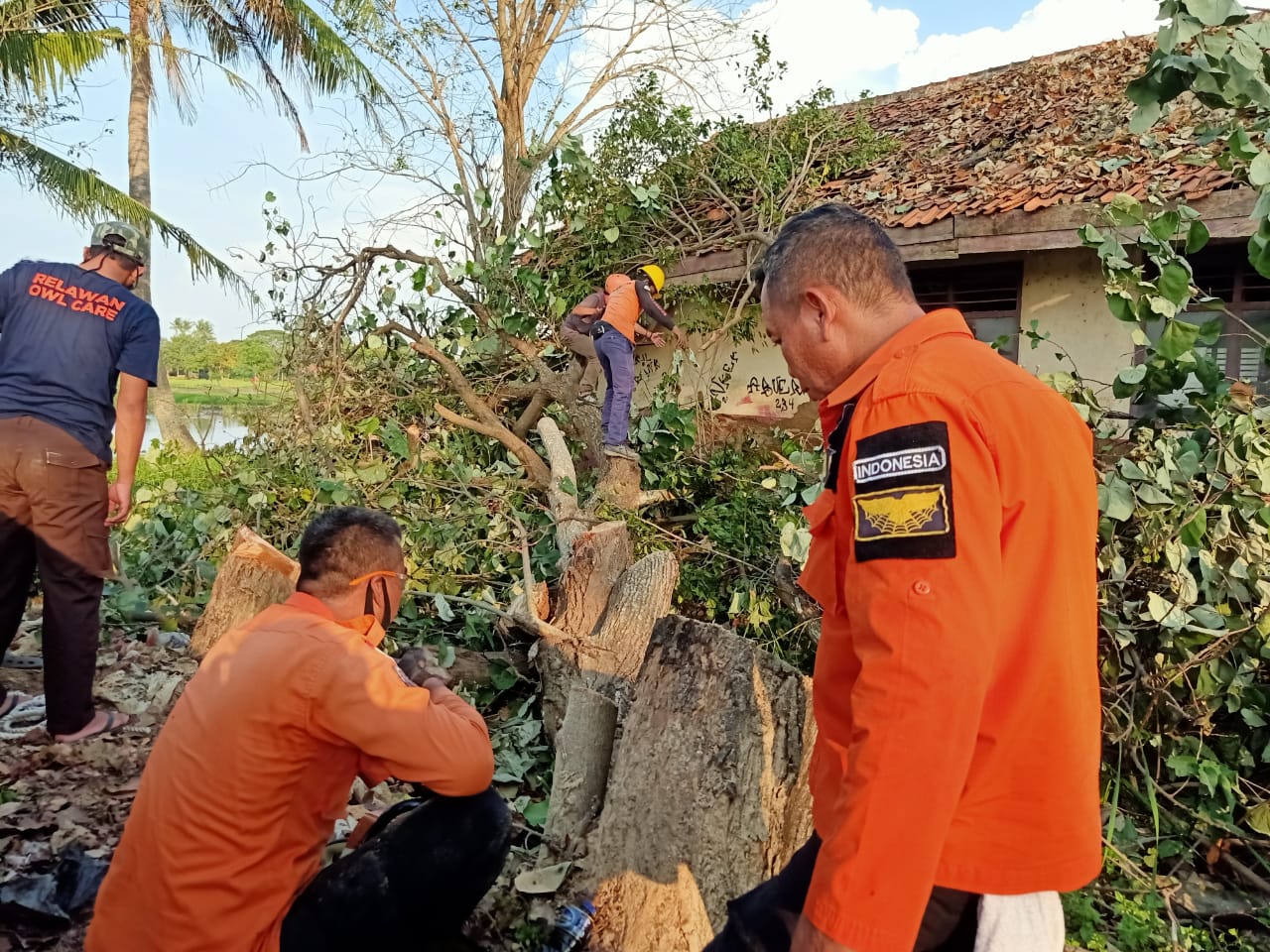 Evakuasi Pohon Tumbang Babelan BPBD